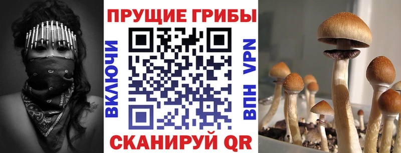 Псилоцибиновые грибы GOLDEN TEACHER  Купить закладки  Котельники 